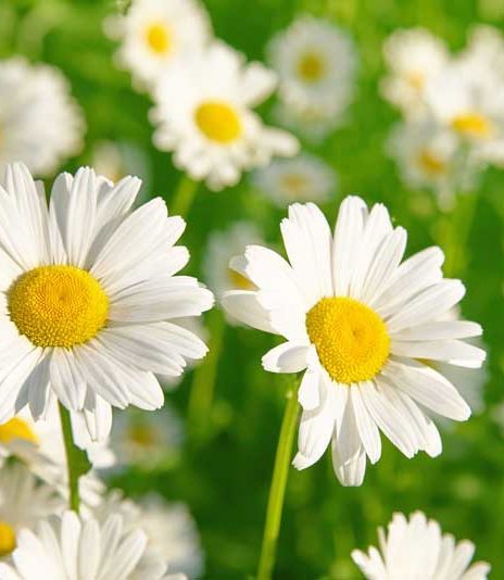Photos of daisies in a field to symbolize The Daisy Award