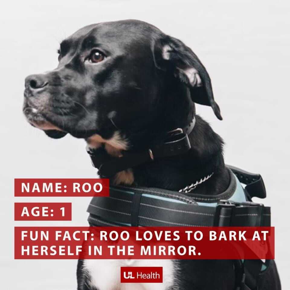 Photo of black pit pull dog with brown and white spots with text that reads, "Name: Roo, Age: 1, Fun Fact: Roo loves to bark at herself in the mirror. (UofL Health logo)"