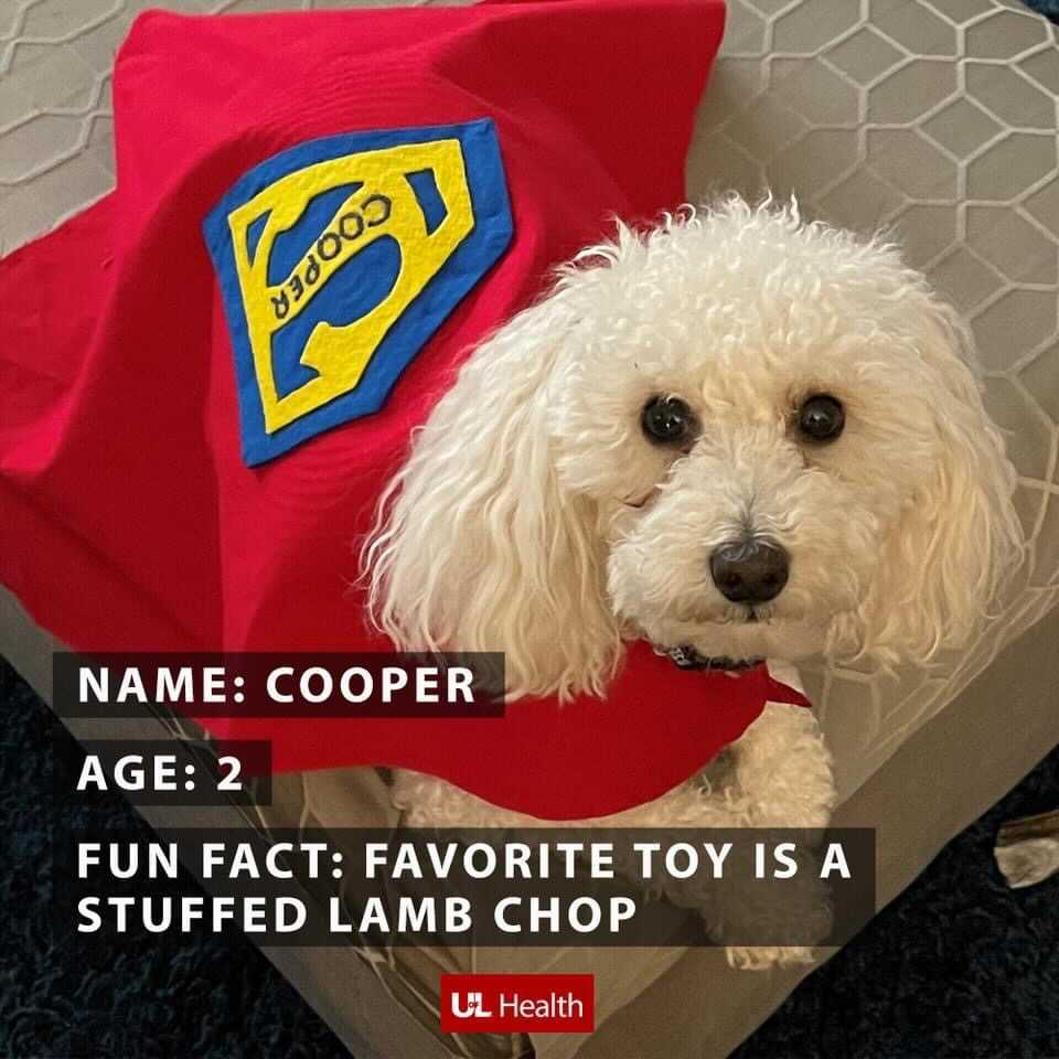 Photo of small white dog with text that reads, "Name: Cooper, Age: 2, Fun Fact: Favorite toy is a stuffed lamb chop. (UofL Health logo)"