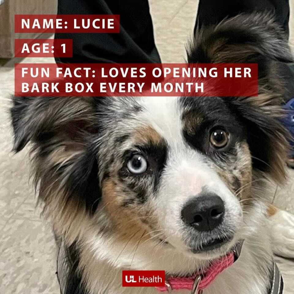 Photo of white, black, brown spotted dog with text that reads, "Name: Lucie, Age: 1, Fun Fact: Loves opening her bark box every month. (UofL Health logo)"