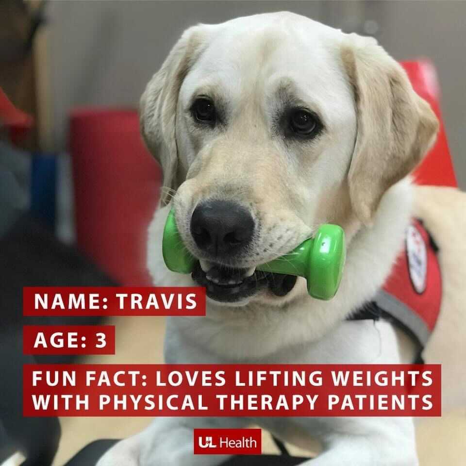 Photo of white/yellow lab dog with text that reads "Name: Travis, Age: 3, Fun Fact: Loves lifting weights with physical therapy patients. (UofL Health logo)"