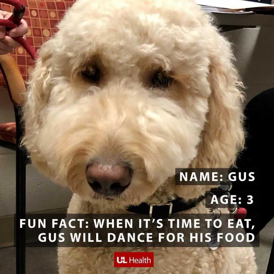 Photo of white doodle dog with text that reads, "Name: Gus, Age:3, Fun Fact: When it's time to eat, Gus will dance for his food. (UofL Health logo)
