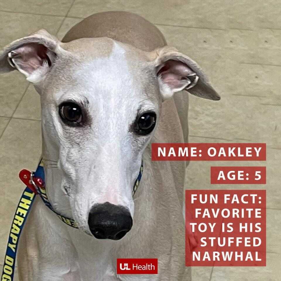 Photo of white/tan dog with text that reads, "Name: Oakley, Age: 5, Fun Fact: Favorite Toy is his stuffed Narwhal, (UofL Health logo)"